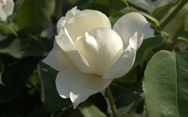 7d85dbbc5b9e5995dd6105cdb452bc9752b7ab1a